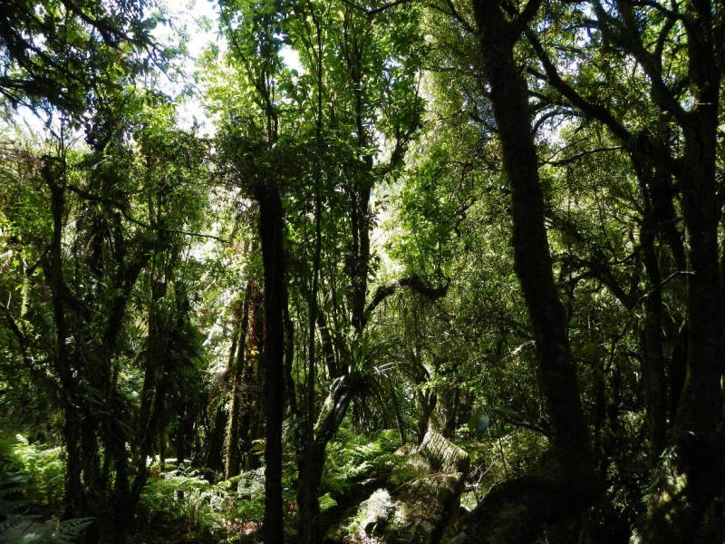 Mangaotaki Scenic Reserve - Activities and Attractions