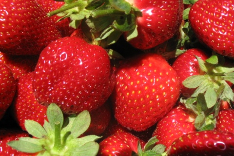Piopio Berry Orchard