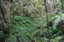 Tawerau Falls Loop Track